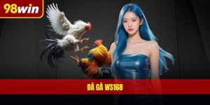 Đá gà WS168